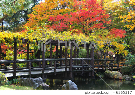 Hakusan park autumn leaves 6365317