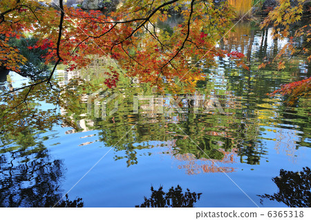 Hakusan park autumn leaves 6365318