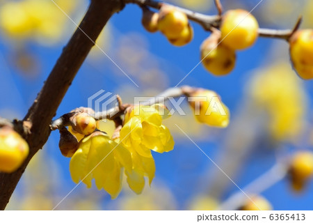 Yellow plum 6365413