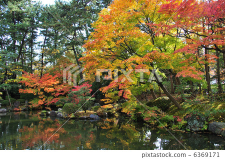 Hakusan park autumn leaves 6369171