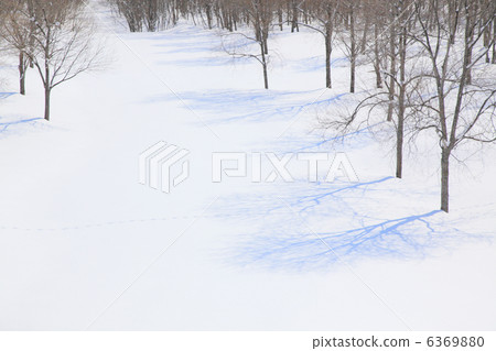 樹和陰影的雪原 樹和陰影的雪原 6369880