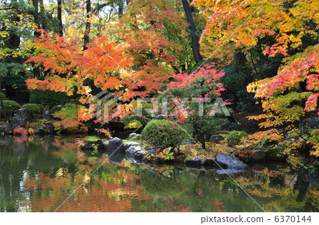 Hakusan park autumn leaves 6370144