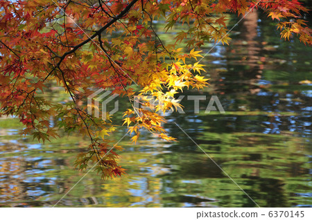 Hakusan park autumn leaves 6370145