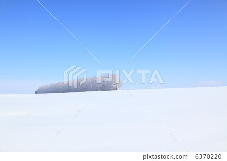 Windbreak forest snowed on the snowy field Windbreak forest snowed on the snowy field 6370220