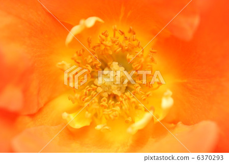 玫瑰（花芯）2 6370293