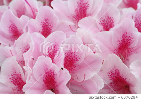 Hirado Azalea (Akebono) 6370294