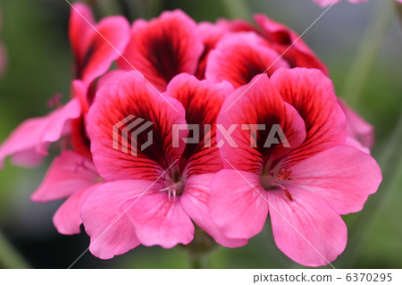 Pelargonium 6370295
