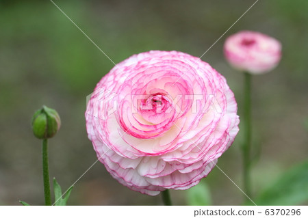 Ranunculus 6370296