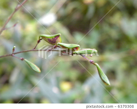 The thief 's foot type nussbit hare 6370308