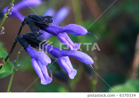 Salvia Garanichika Salvia Garanichika 6370334