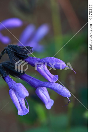 Salvia Garanichika Salvia Garanichika 6370335