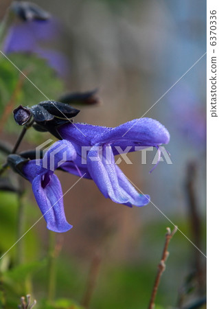 Salvia Garanichika 6370336