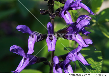 Salvia Garanichika Salvia Garanichika 6370337