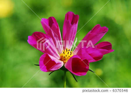 Cosmos Cosmos 6370346