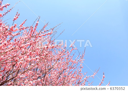 Plum blossoms in full bloom 6370352