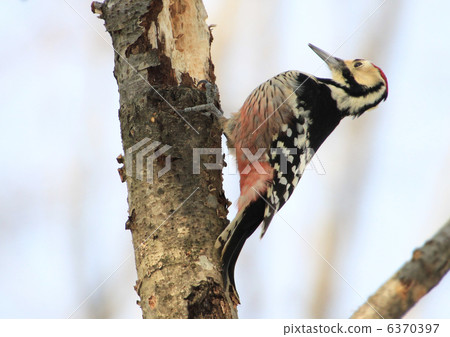 Akagera Akagera 6370397