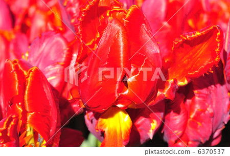 Tulip 6370537