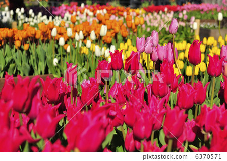 鬱金香 鬱金香 6370571