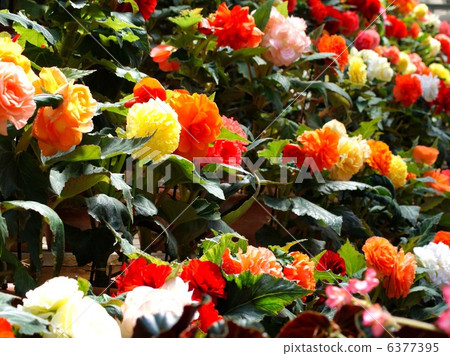 Bulb Begonia (Village of Nana) 6377395