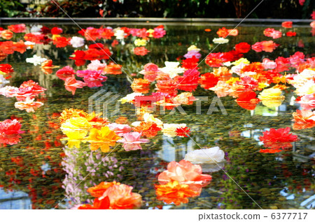 Begonia floating on the surface of the water (Nana no Sato) 6377717