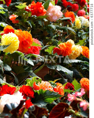 Begonia Garden (Nana no Sato) 6377718