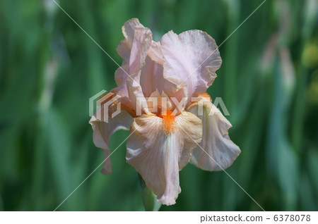 It is a German iris flyfly. 6378078