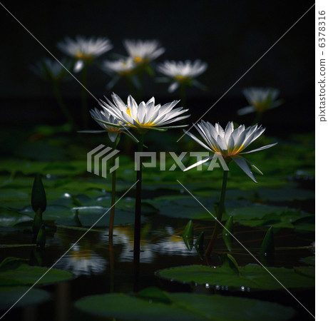 tropical water lily, water lily, water-lily 6378316