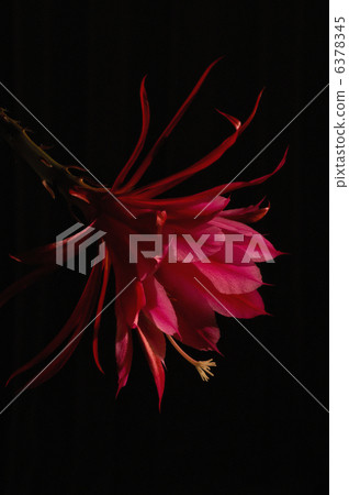 peacock cactus, epiphyllum, bloom 6378345