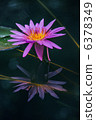 tropical water lily, water lily, water-lily 6378349