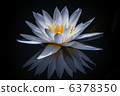 tropical water lily, water lily, water-lily 6378350
