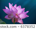 oga lotus, lotus, pink 6378352