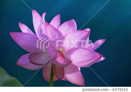 大賀蓮 蓮花 粉色 6378352