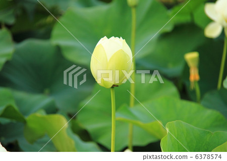 Drunken Lady (Bud) - at the ancient lotus village in Gyoda-shi 6378574