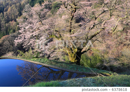 Yoshiaki Tsunagi的櫻花 6378618