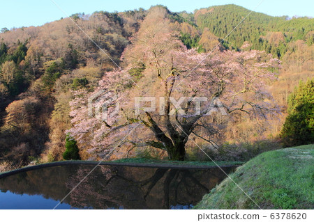 Yoshiaki Tsunagi的櫻花 6378620