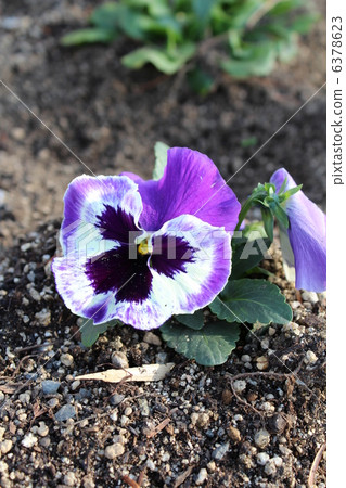 三色堇 6378623