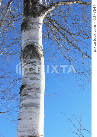 White birch White birch 6378644