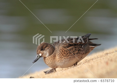 Female of Tomoeygamy 6378710