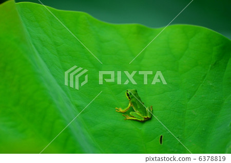 青蛙 6378819