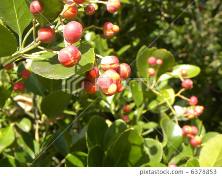 Masaki who released seeds which were cleaved and covered with an orange red temporary seed coat 6378853