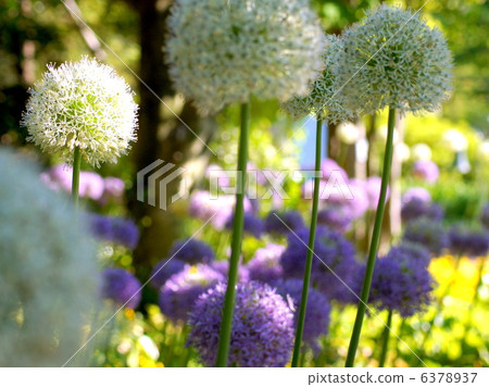 Allium (Village of Nana) 6378937