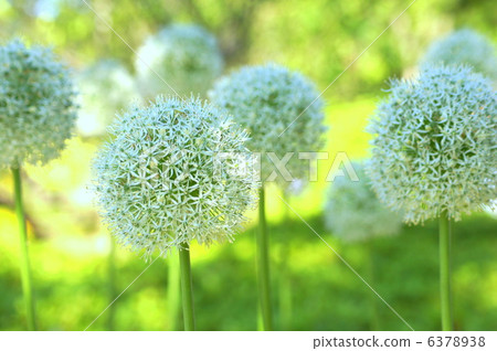 Allium (white): Allium, Hiltifollum, Aruba Allium (white): Allium, Hiltifollum, Aruba 6378938