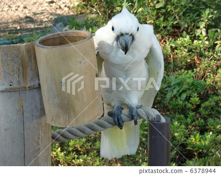 Aomokibatan (parrot) 6378944