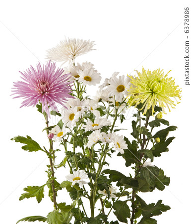 beautiful chrysanthemum flower isolated beautiful chrysanthemum flower isolated 6378986