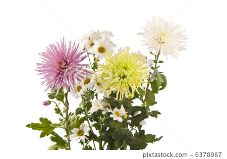 beautiful chrysanthemum flower isolated beautiful chrysanthemum flower isolated 6378987