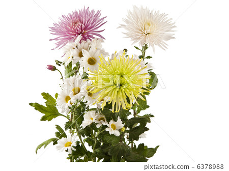 beautiful chrysanthemum flower isolated beautiful chrysanthemum flower isolated 6378988
