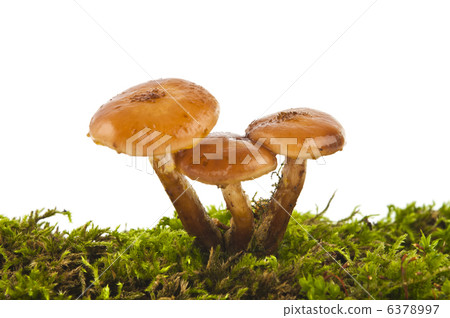 honey agarics isolated honey agarics isolated 6378997