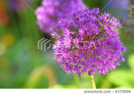 Allium Gigantium(粉紅色) Allium Gigantium(粉紅色) 6379006
