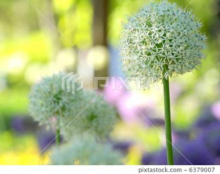 Allium (Village of Nana) Allium (Village of Nana) 6379007