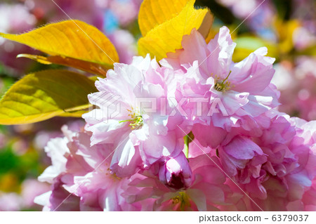 Pink japanese cherry blossom Pink japanese cherry blossom 6379037